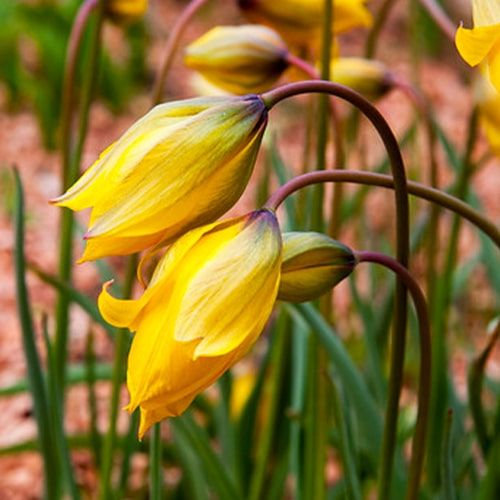 es sind zwei gelbe Tulpen zu sehen